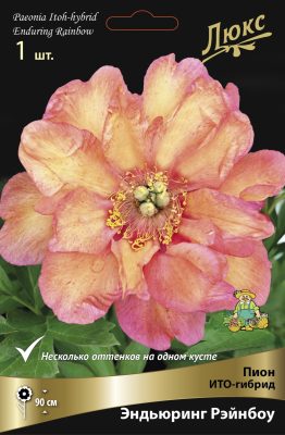 ИТО-Пион «Эндьюринг Рэйнбоу» (Paeonia Itoh ‘Enduring Rainbow’) ИТО-Пион «Эндьюринг Рэйнбоу» (Paeonia Itoh ‘Enduring Rainbow’)