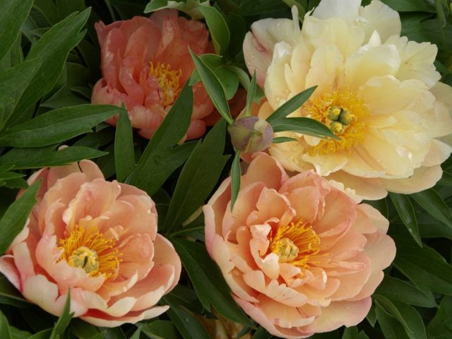ИТО-Пион «Сингинг ин зе Рейн» (Paeonia Itoh ‘Singing in the Rain’) ИТО-Пион «Сингинг ин зе Рейн» (Paeonia Itoh ‘Singing in the Rain’)