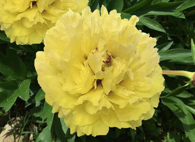 ИТО-Пион «Сонома Гало» (Paeonia Itoh ‘Sonoma Halo’) ИТО-Пион «Сонома Гало» (Paeonia Itoh ‘Sonoma Halo’)