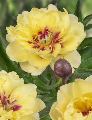 ИТО-Пион «Йеллоу Уотерлили» (Paeonia Itoh ‘Yellow Waterlily’) ИТО-Пион «Йеллоу Уотерлили» (Paeonia Itoh ‘Yellow Waterlily’)
