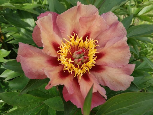 ИТО-Пион «Курт Джестер» (Paeonia Itoh ‘Court Jester’) ИТО-Пион «Курт Джестер» (Paeonia Itoh ‘Court Jester’)