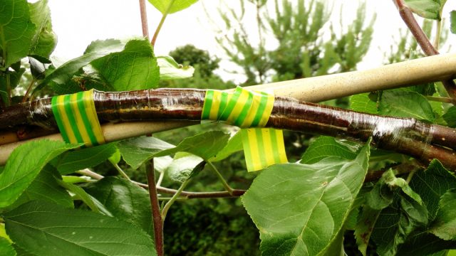 Аблактировка - прививка сближением, в данном случае фактически сращивание двух стволиков в одно растение. Аблактировка - прививка сближением, в данном случае фактически сращивание двух стволиков в одно растение.