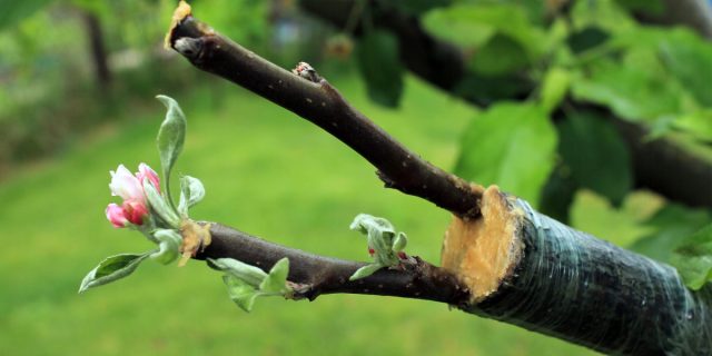 Прививая в скелетные ветки новые сорта можно разнообразить ассортимент, не увеличивая площадь. Прививая в скелетные ветки новые сорта можно разнообразить ассортимент, не увеличивая площадь.
