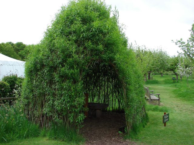 Деревья в виде чаш, ёлочек, канделябров, решёток, спиралей и ещё многих интересных форм - это всё у Гоше есть. Деревья в виде чаш, ёлочек, канделябров, решёток, спиралей и ещё многих интересных форм - это всё у Гоше есть.