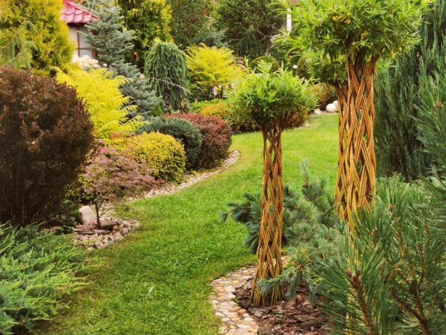 Растения со стволами в виде косичек, решёток, сердечек - это всё элементы арбоскульптуры. Растения со стволами в виде косичек, решёток, сердечек - это всё элементы арбоскульптуры.