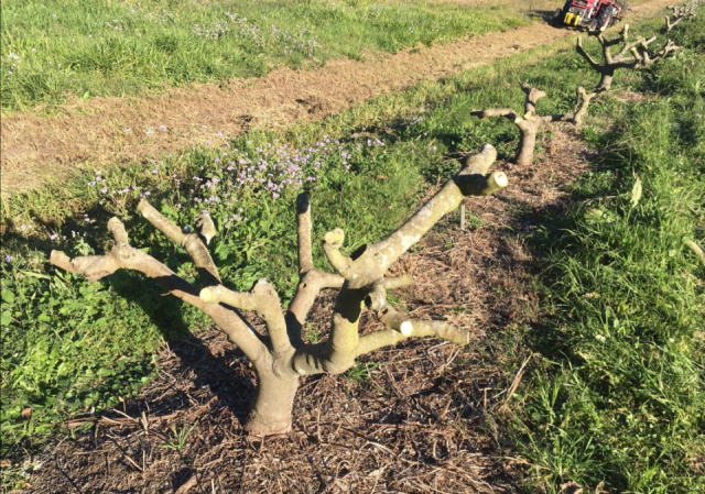 Растения, в том числе, плодовые, очень пластичны и могут расти в разных формах Растения, в том числе, плодовые, очень пластичны и могут расти в разных формах