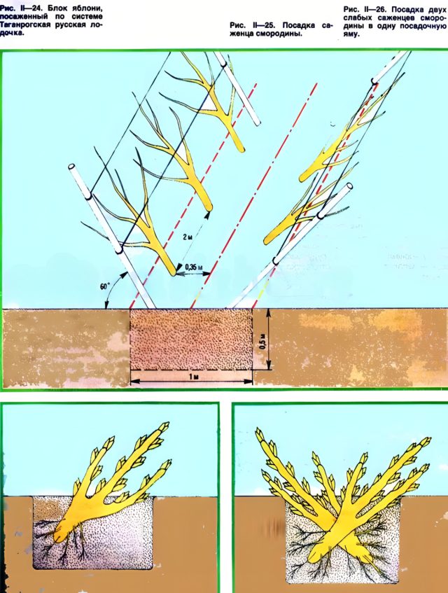 Есть ещё интересный способ, который называется «Таганрогская лодочка» или «Русская лодочка». Автор этого метода - Н.М.Скоробутов. Суть его заключается в наклонной посадке деревьев в шахматном порядке в общую траншею Есть ещё интересный способ, который называется «Таганрогская лодочка» или «Русская лодочка». Автор этого метода - Н.М.Скоробутов. Суть его заключается в наклонной посадке деревьев в шахматном порядке в общую траншеюЕсть ещё интересный способ, который называется «Таганрогская лодочка» или «Русская лодочка». Автор этого метода - Н.М.Скоробутов. Суть его заключается в наклонной посадке деревьев в шахматном порядке в общую траншею