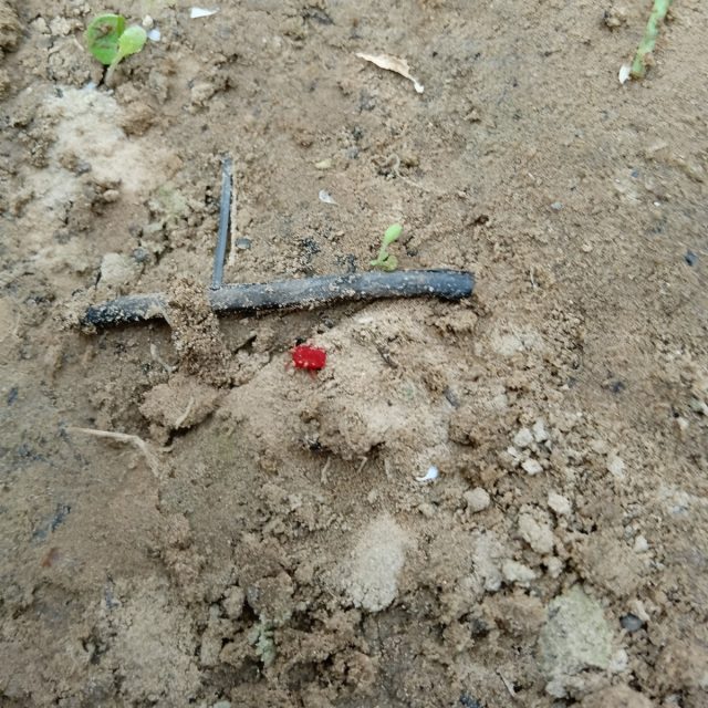 Обустроиться гигант среди краснотелок может в песке, суглинках, черноземе, лесной подстилке и мхе.