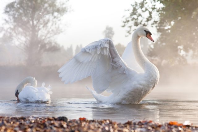 Лебеди — о видах, кормлении и содержании королевских птиц