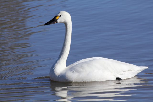 Американский лебедь или трубач (Cygnus columbianus) Американский лебедь или трубач (Cygnus columbianus)