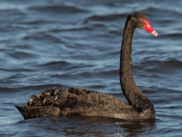 Австралийский черный лебедь (Cygnus atratus) Австралийский черный лебедь (Cygnus atratus)