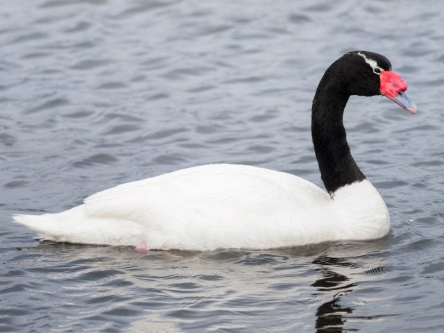 Черношейный лебедь (Cygnus melancoryphus) Черношейный лебедь (Cygnus melancoryphus)