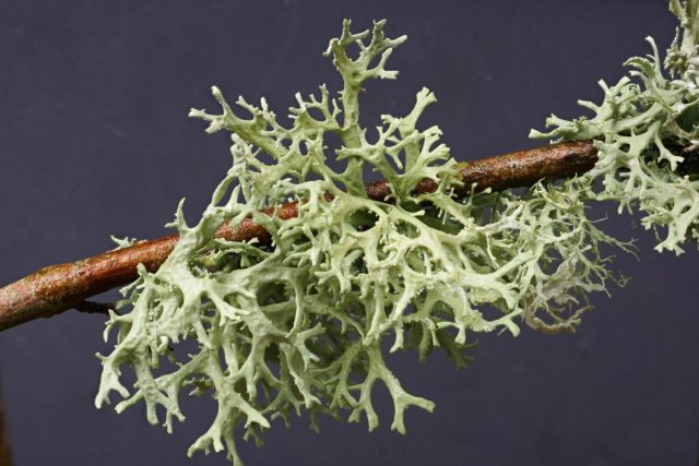 Эверния сливовая (Evernia prunastri) Эверния сливовая (Evernia prunastri)