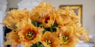 Новый сорт тюльпанов назвали в честь первой леди США