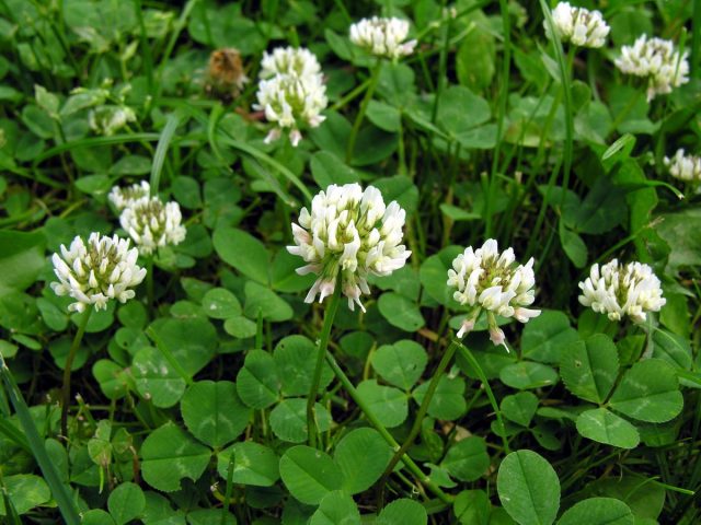 Белый клевер (Trifolium repens) Белый клевер (Trifolium repens)