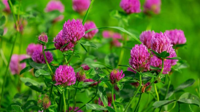 Красный клевер (Trifolium pratense) Красный клевер (Trifolium pratense)