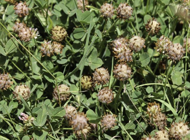 Земляничный клевер (Trifolium fragiferum) Земляничный клевер (Trifolium fragiferum)
