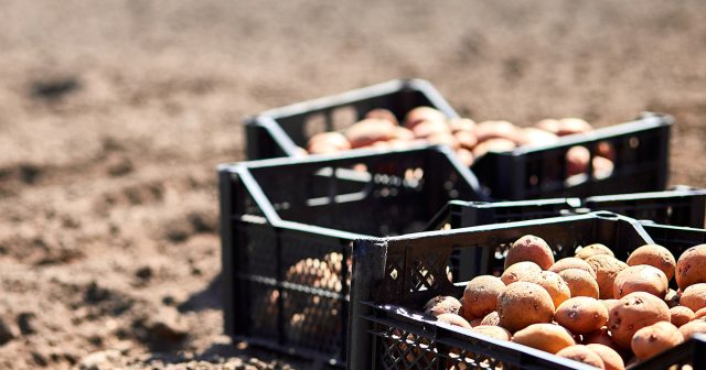 Важно, чтобы картофель до посадки находился на свету. При хорошем освещении ростки будут короткими, коренастыми и сильными