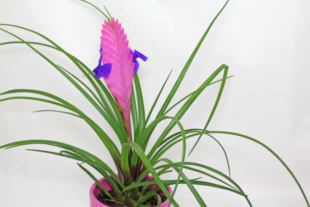 Тилландсия синяя (Tillandsia cyanea) Тилландсия синяя (Tillandsia cyanea)