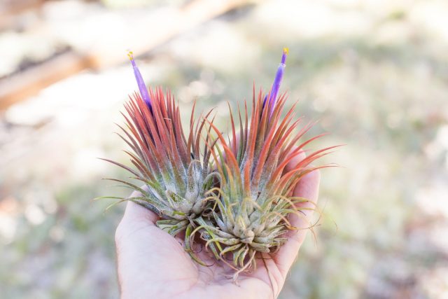 Тилландсия фиалкоцветковая (Tillandsia ionantha) Тилландсия фиалкоцветковая (Tillandsia ionantha)