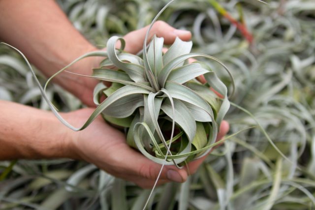 Тилландсия Ксерографика (Tillandsia xerographica) Тилландсия Ксерографика (Tillandsia xerographica)