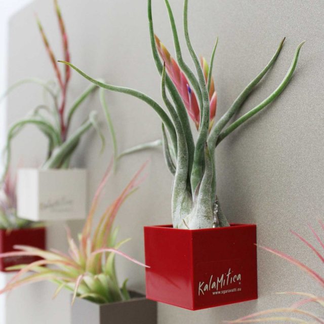 Тилландсия голова медузы (Tillandsia caput-medusae) Тилландсия голова медузы (Tillandsia caput-medusae)