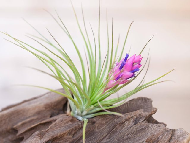 Тилландсия торчащая (Tillandsia stricta) Тилландсия торчащая (Tillandsia stricta)