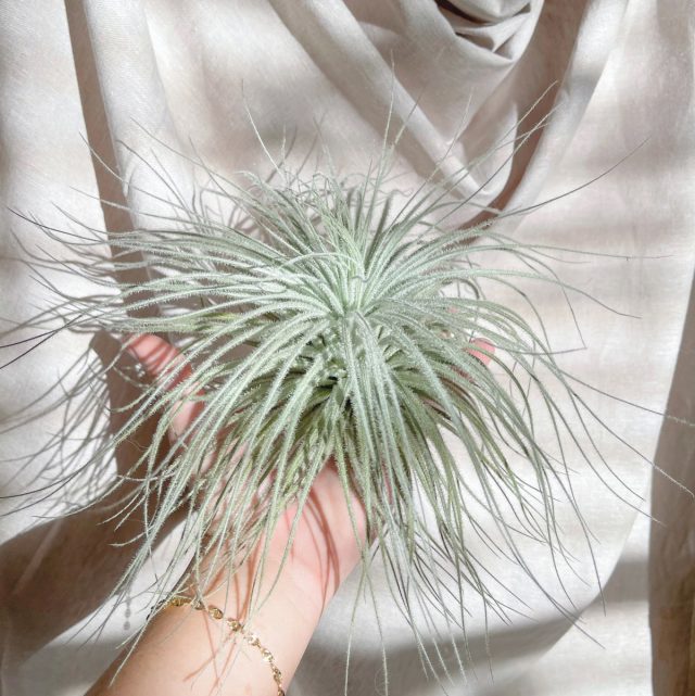Телландсия текторум (Tillandsia tectorum) Телландсия текторум (Tillandsia tectorum)