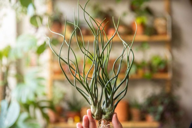 Тилландсия луковицевидная (Tillandsia bulbosa) Тилландсия луковицевидная (Tillandsia bulbosa)