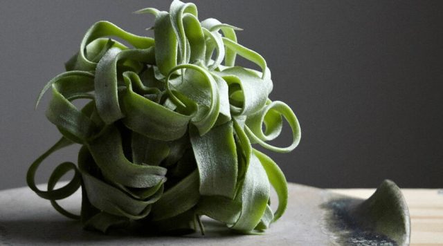 Тилландсия стрептофилла (Tillandsia streptophylla) Тилландсия стрептофилла (Tillandsia streptophylla)