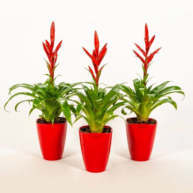 Тилландсия наоми (Tillandsia Naomi) Тилландсия наоми (Tillandsia Naomi)