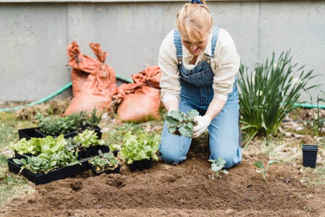 После прогрева почвы можно сеять более теплолюбивые культуры - свёклу, фасоль, бобы.