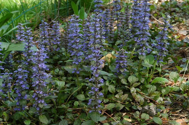 Живучка ползучая (Ajuga reptans) Живучка ползучая (Ajuga reptans)