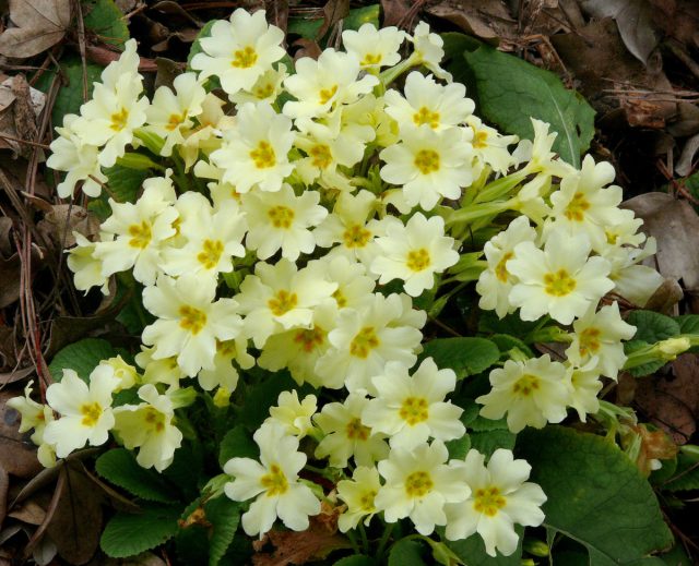 Примула обыкновенная (Primula vulgaris) Примула обыкновенная (Primula vulgaris)