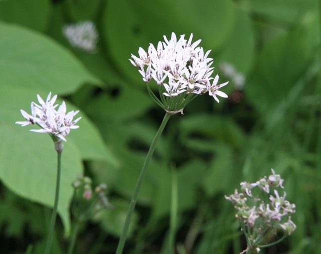 Лук ветвистый (Allium ramosum) Лук ветвистый (Allium ramosum)