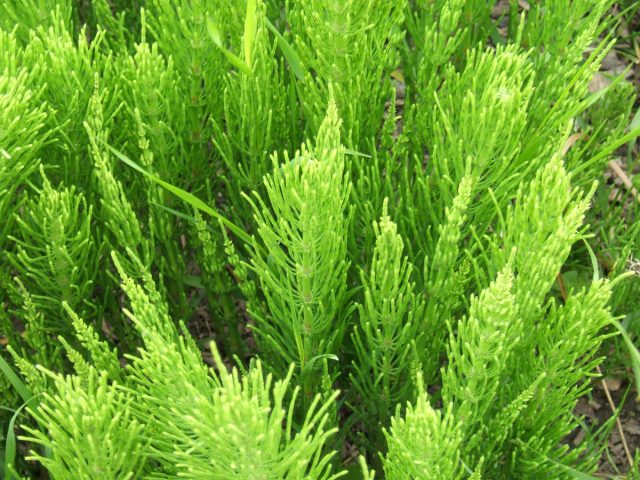 Полевой хвощ (Equisetum arvense) Полевой хвощ (Equisetum arvense)