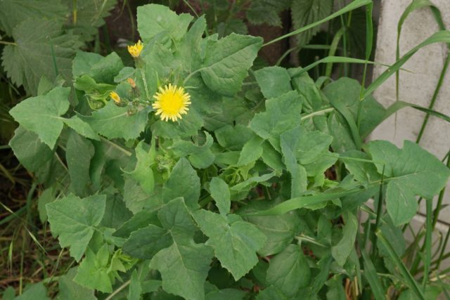 Осот огородный (Sonchus oleraceus) Осот огородный (Sonchus oleraceus)