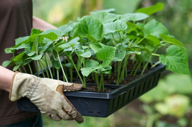 Обработанная почва и рассада растений защитными биопрепаратами позволяет получить дружные всходы, крепкую корневую систему и мощные здоровые растения.