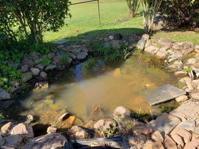 Если вода позеленела или приобрела оттенки синего или коричневого, то это все из-за роста сине-зеленых водорослей. Если вода позеленела или приобрела оттенки синего или коричневого, то это все из-за роста сине-зеленых водорослей.