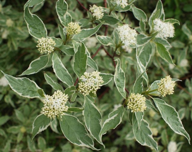 Дерен (Cornus) Дерен (Cornus)