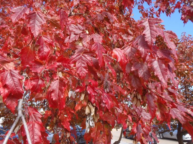 Клен амурский (Acer ginnala) Клен амурский (Acer ginnala)