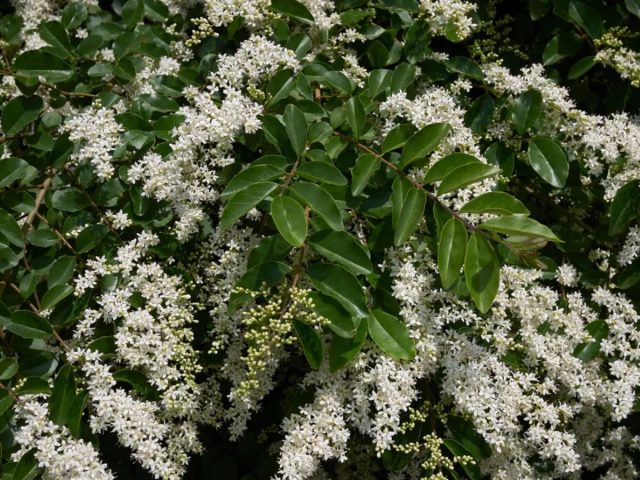 Бирючина (Ligustrum) Бирючина (Ligustrum)