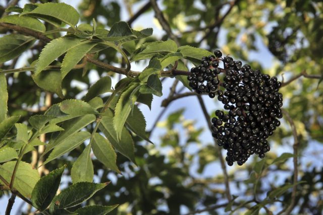 Бузина (Sambucus) Бузина (Sambucus)