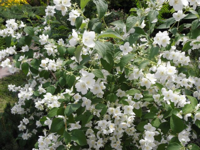 Чубушник (Philadelphus coronarius) Чубушник (Philadelphus coronarius)