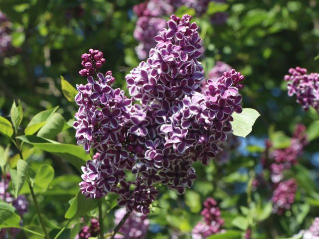 Сирень обыкновенная (Syringa vulgaris) Сирень обыкновенная (Syringa vulgaris)