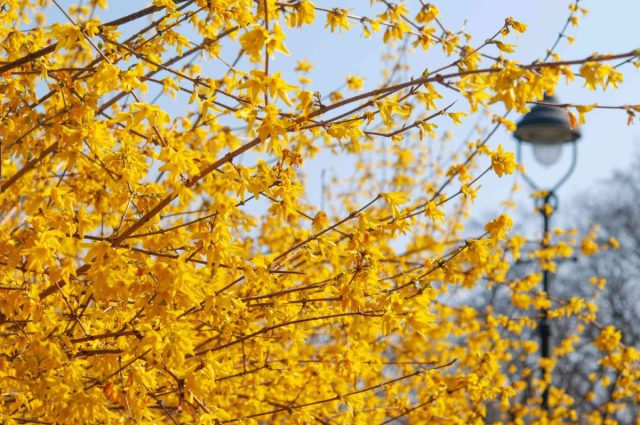 Форзиция (Forsythia) Форзиция (Forsythia)