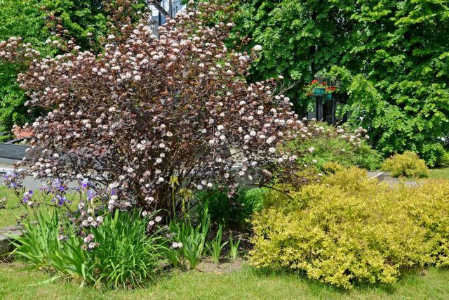 Пузыреплодник (Physocarpus opulifolius) Пузыреплодник (Physocarpus opulifolius)