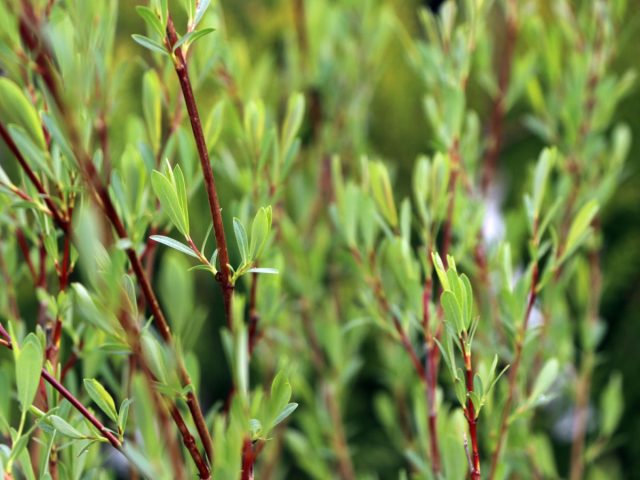 Ива пурпурная (Salix purpurea) Ива пурпурная (Salix purpurea)