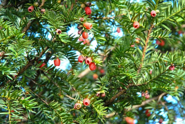 Тис (Taxus) Тис (Taxus)