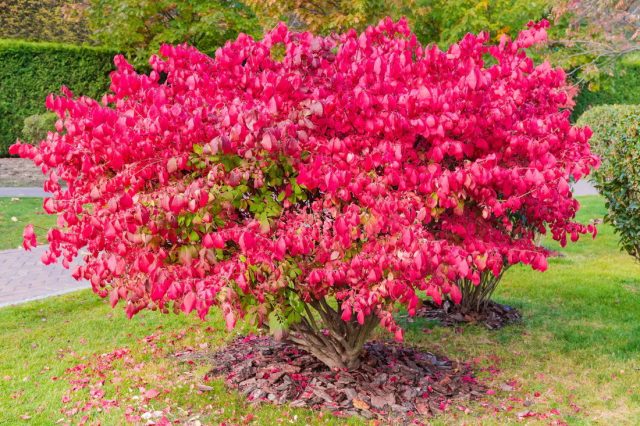 Бересклет крылатый (Euonymus alatus) Бересклет крылатый (Euonymus alatus)